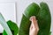 Woman wiping dust off large green leaves of Strelitzia nicolai (Bird of Paradise)