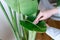 Woman wiping dust off large green leaves of Strelitzia nicolai (Bird of Paradise)