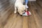 A woman wiping piss on a puppy off modern water resistant vinyl panels with a mop, next to a disturbing puppy.