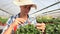 Woman at work in greenhouse with magnifying glass, care plants