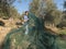 woman at work, networking in the countryside for harvesting olives production of extra virgin olive oil. Typical terraced terrace