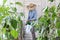 Woman work in vegetable garden spray pesticide on leaves of plants, take care for plant growth