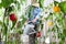 Woman work in the vegetable garden with watering can in the middle of colored sweet peppers lush plants, crop to grow healthy