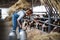 Woman worker with cans working on diary farm, agriculture industry.