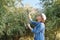 Woman worker inspecting olive trees in the mountains, eco olive farm