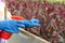 Woman, worker sprays plants