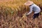 Woman workers harvesting rice field in the morning scene. The Farmer harvesting on the organic paddy rice