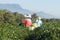 Woman workers harvesting tea leaf at the organic tea farm