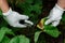 Woman working in garden. Cutting damaged strawberry leaf