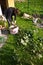 Woman working in a garden, cutting excess twigs of plants