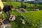 Woman working in a garden, cutting excess twigs of plants