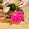 Woman working in home garden, soil for rose flower. Transplanting plants into pots and replacing ground in the living room, diy