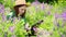 Woman working on laptop in field of flowers. mobile Internet in rural areas.