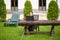 Woman working in nature with laptop on a wooden table