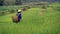 Woman working rice field, Sapa, Vietnam