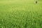 Woman working in the rice paddies