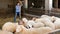 Woman working in sheep stall