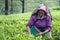 Woman working on Sri Lankan tea plantation