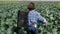 Woman works in an agricultural field where vegetables grow