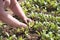 Woman works on the farm. under the scorching sun. land manual labor. Gardening