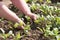 Woman works on the farm. under the scorching sun. land manual labor. Gardening