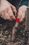 Woman wraps a graft tree with an insulating tape in the garden to detain the damp in it in close-up