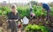 Woman writes message on smartphone while family is working on field