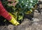 A woman in yellow gloves plants a coleus bush in the ground.