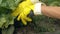 Woman in yellow rubber gloves gardening with shovel, growing plants, hobby