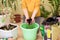 a woman in a yellow sweater transplanting houseplants  spraying homemade flowers with a spray gun. fertilizers for flowers in
