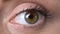 Womans eye closeup, vision examination, anti-allergic cosmetics, ophthalmology