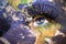 Womans face with planet Earth texture and cape verde flag inside the eye.