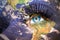 Womans face with planet Earth texture and guatemalan flag inside the eye