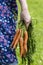 Womans hand with harvested carrots