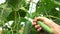 Womans hand harvesting cucumbers at greenhouse.