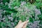 Womans hand keep fresh cutting oregano plant bouquet close-up