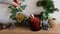 Womans hand lights a candle on a table with Christmas decor