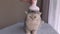 A womans hand massages the head of a cat lying on a knitted bedspread using an device