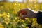 A womans hand touches a rape flower. Closeup. A girls hand close up view of touching a yellow rape flower, AI Generated