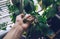 Womans hand touching Clerodendrum thomsoniae leaf