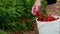 A womans hands pick fresh ripe strawberries and piles them in a heaping full pail.