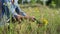 Womans hands picking flowering St. John's wort plant in summer meadow