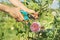 Womans hands with secateurs cutting off wilted flowers on rose bush