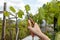 Womans hands with secateurs cutting off wilted leafs on grapevine