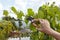 Womans hands with secateurs cutting off wilted leafs on grapevine