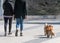 The Womans walking Welsh Corgi cardigan dog