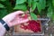 Womanâ€™s hand picking a ripe red raspberry on a rural farm, rainy day, basket of berries in background, Pacific Northwest, USA