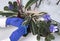 Womanâ€™s hand washes the leaves of potted plants on windowsill. Caring for houseplants in the winter.