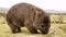 Wombat