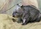 Wombat